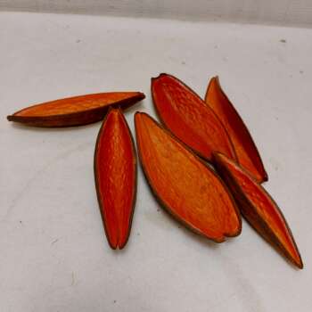 Canoinha Laranja