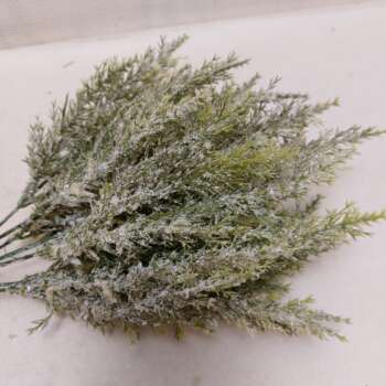 Conifeer frosted