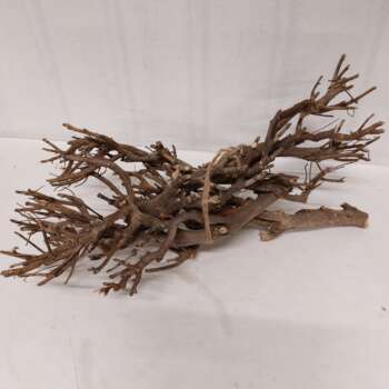 Curry Bush