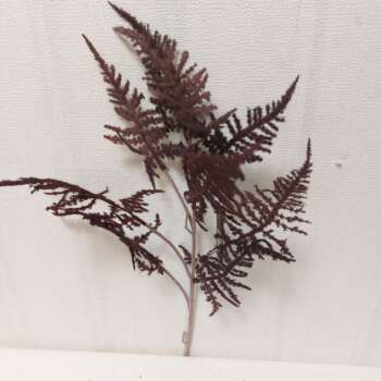 Asparagus Bordeaux kunst