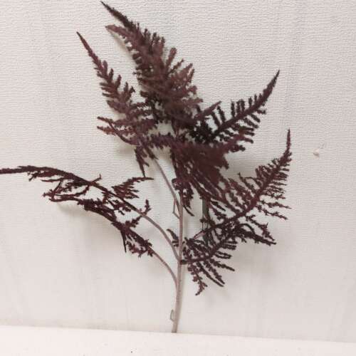 Asparagus Bordeaux kunst