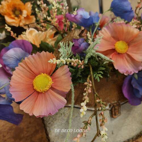 Cosmos peach