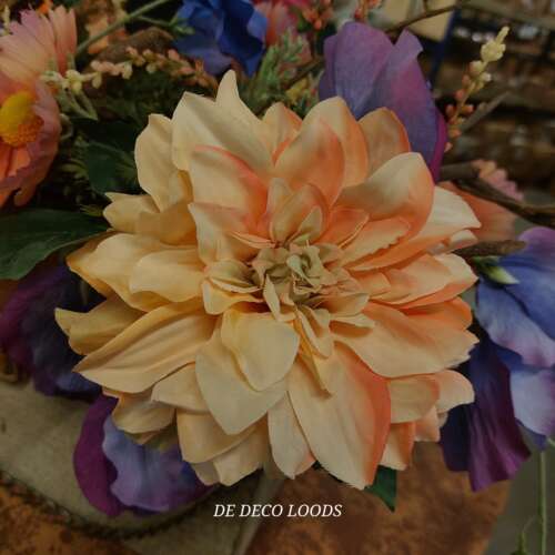 Dahlia peach