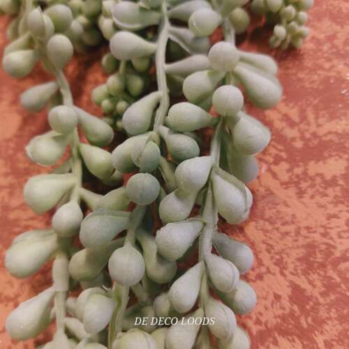 Erwtenplant.