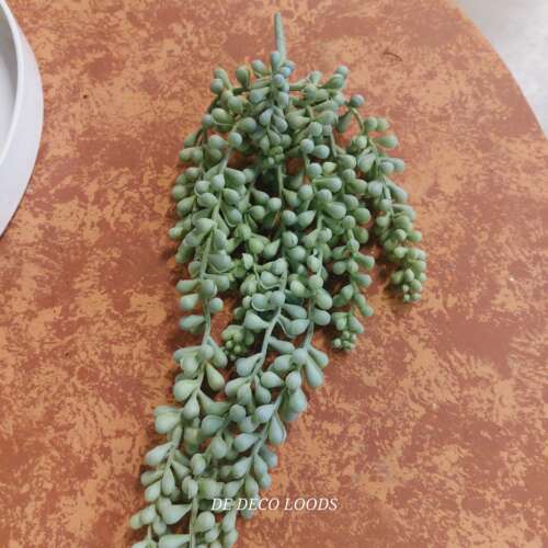 Erwtenplant