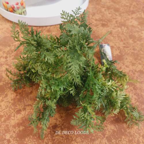 Fern bush