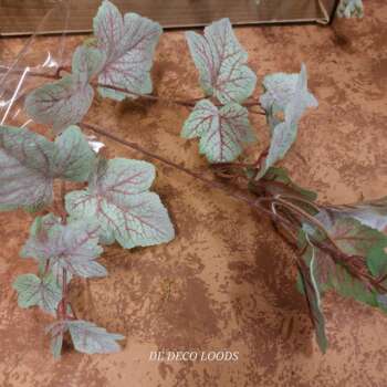 Begonia bladtak