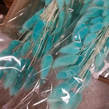 Lagurus blauw
