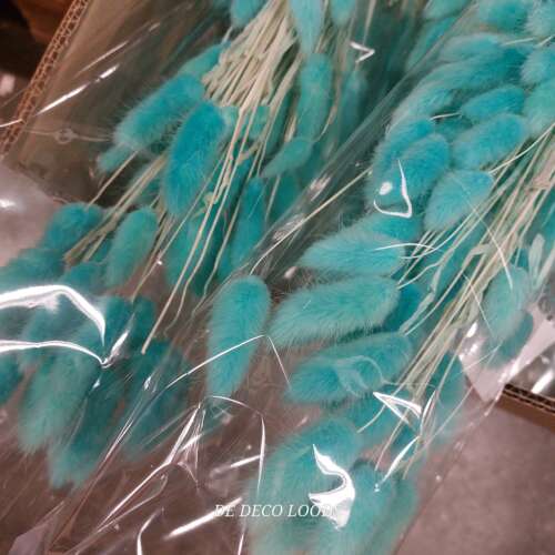 Lagurus blauw