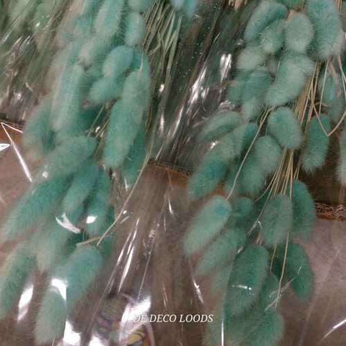 Lagurus groen