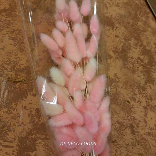 Lagurus roze