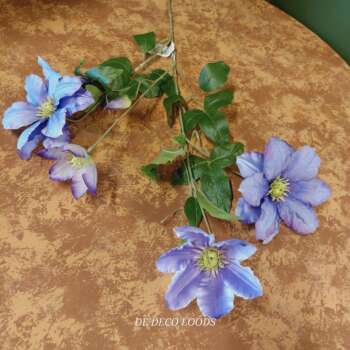 Clematis paars