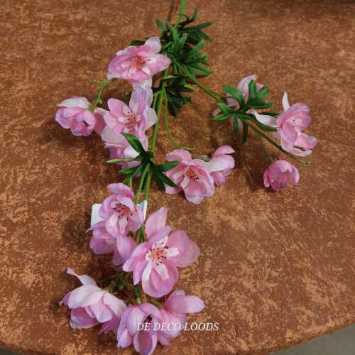 Delphinium rose