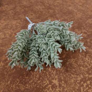 Green leafs bush